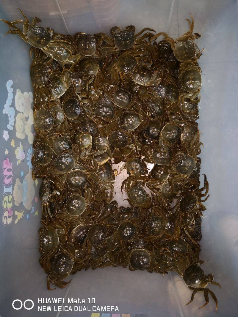 宜宾大量大闸蟹现货销售