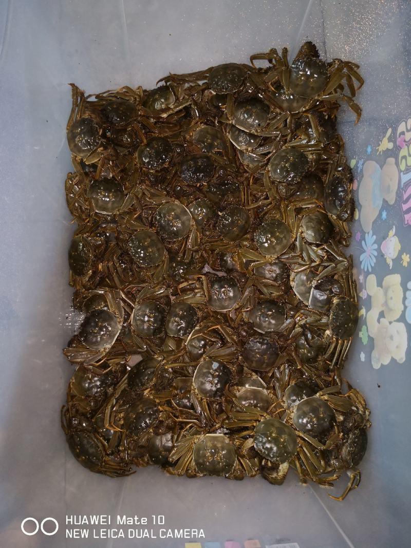 宜宾大量大闸蟹现货销售