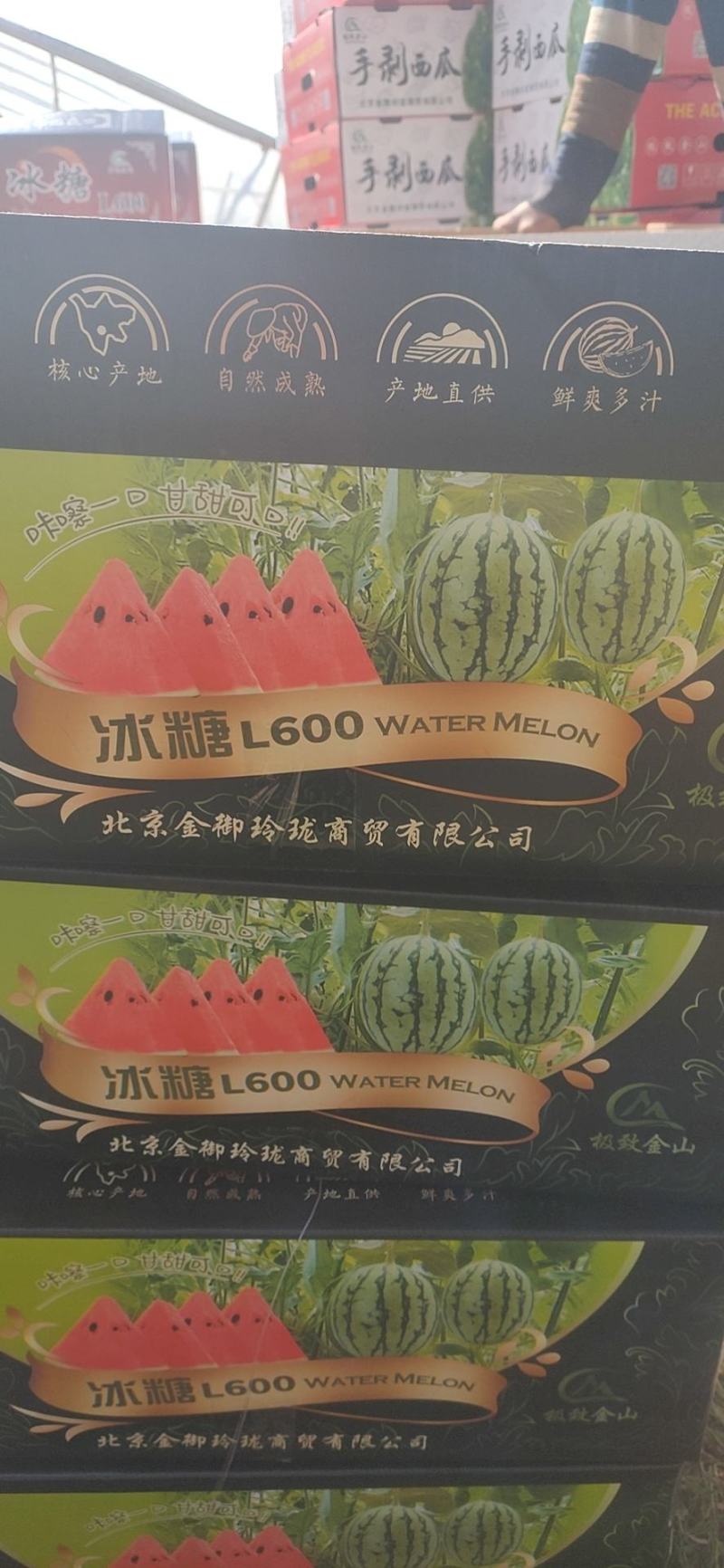 牛奶爆瓜！头茬上市了！！！！！