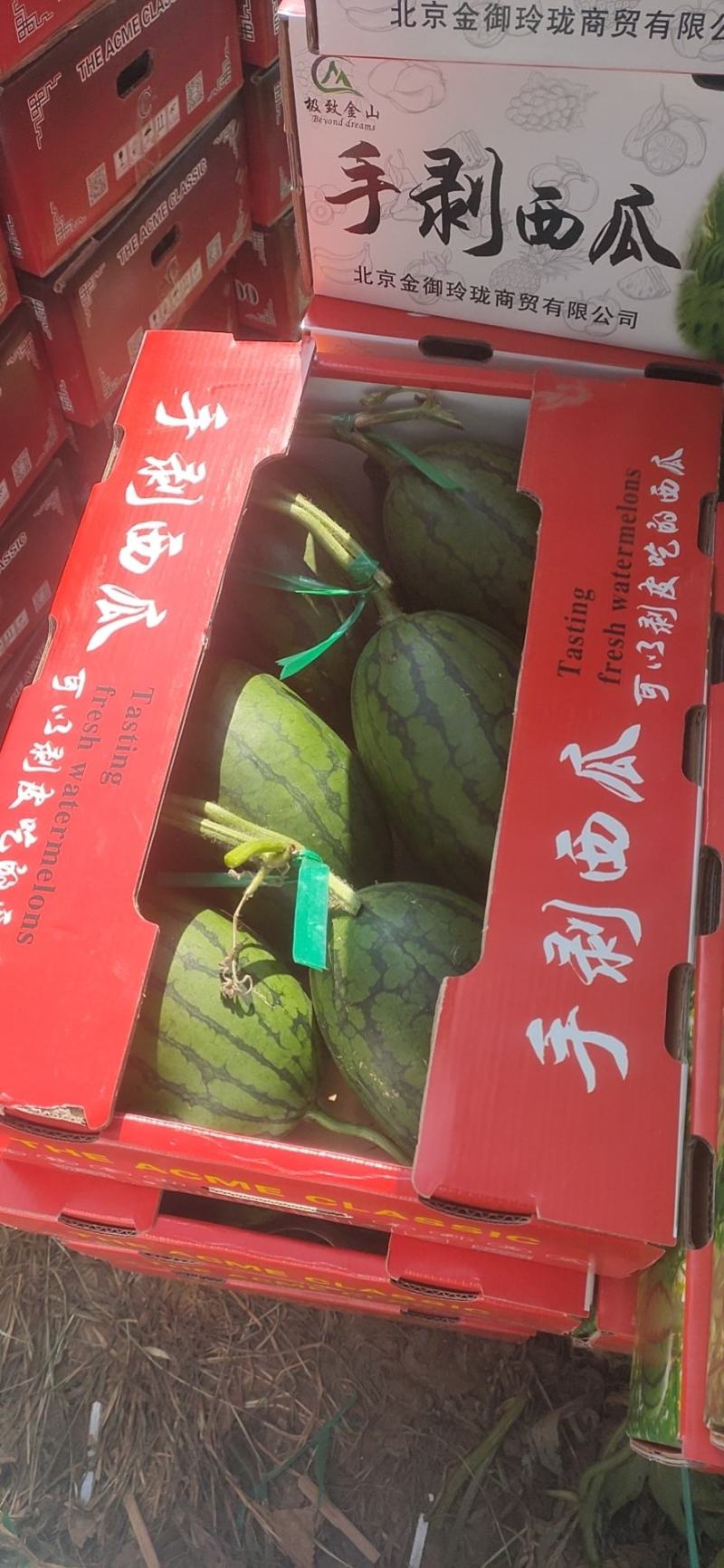 牛奶爆瓜！头茬上市了！！！！！