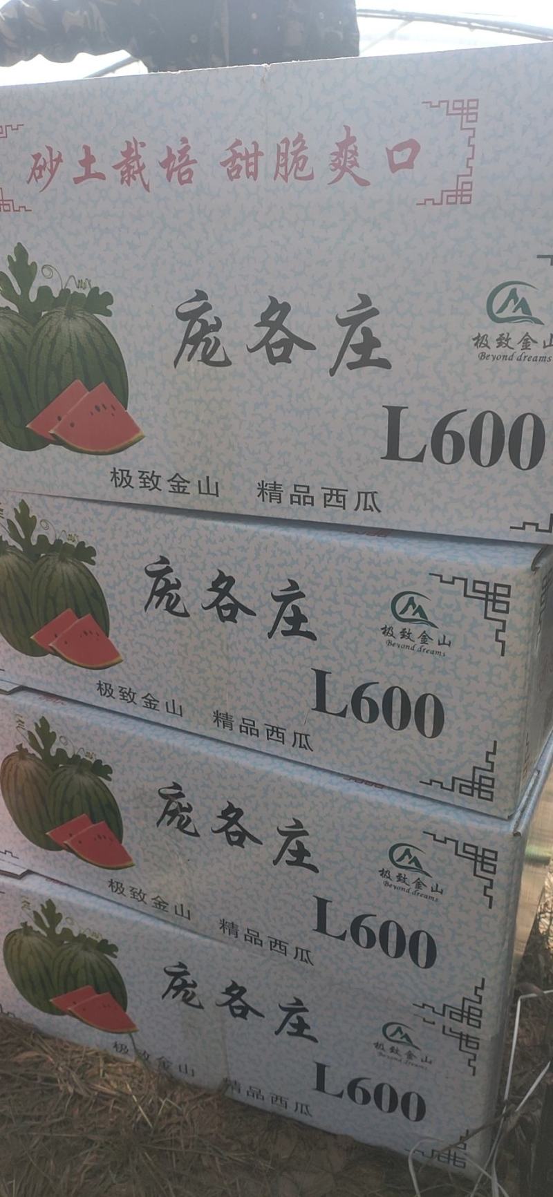 牛奶爆瓜！头茬上市了！！！！！