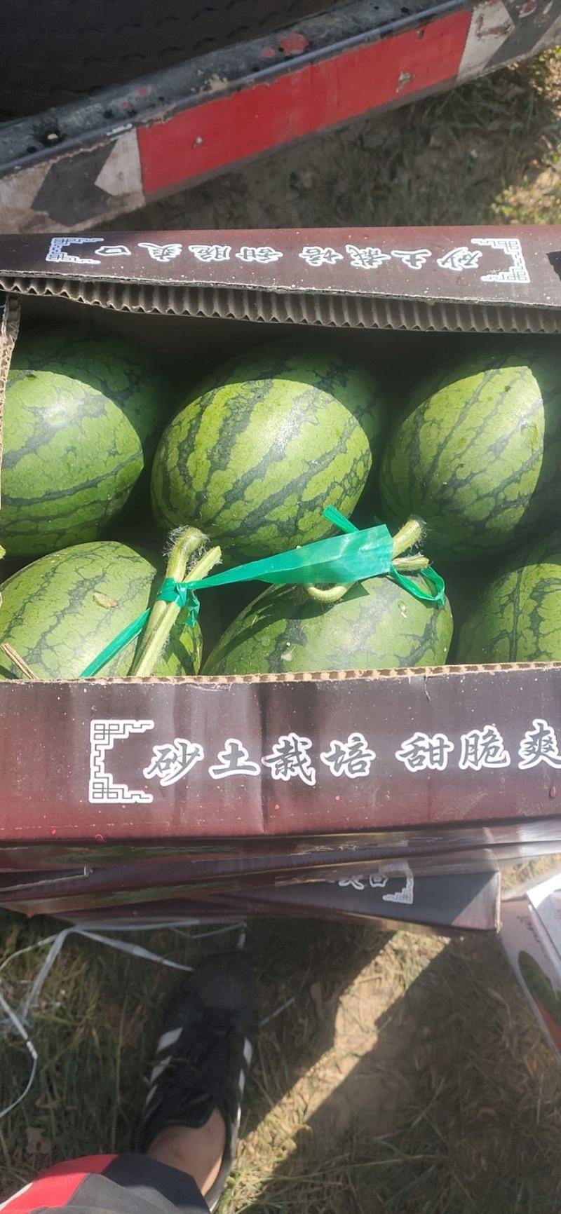 牛奶爆瓜！头茬上市了！！！！！
