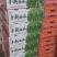 牛奶爆瓜！头茬上市了！！！！！
