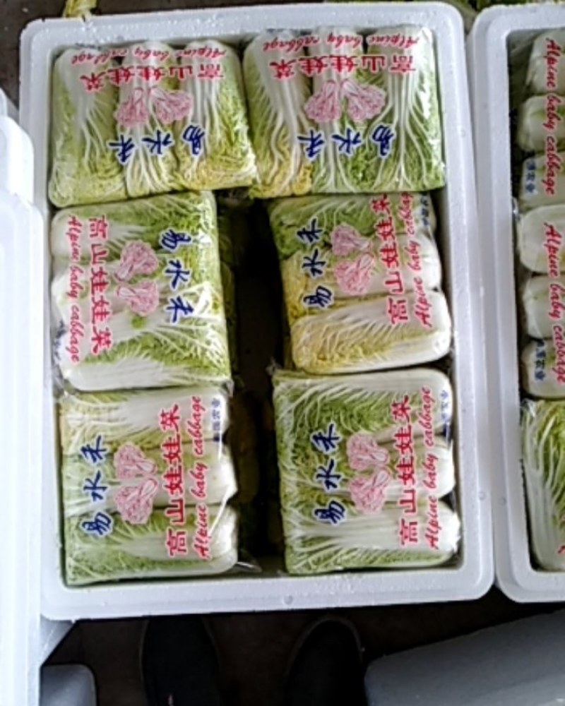 基地直销精品黄心娃娃菜对接商超，餐饮，量大从优