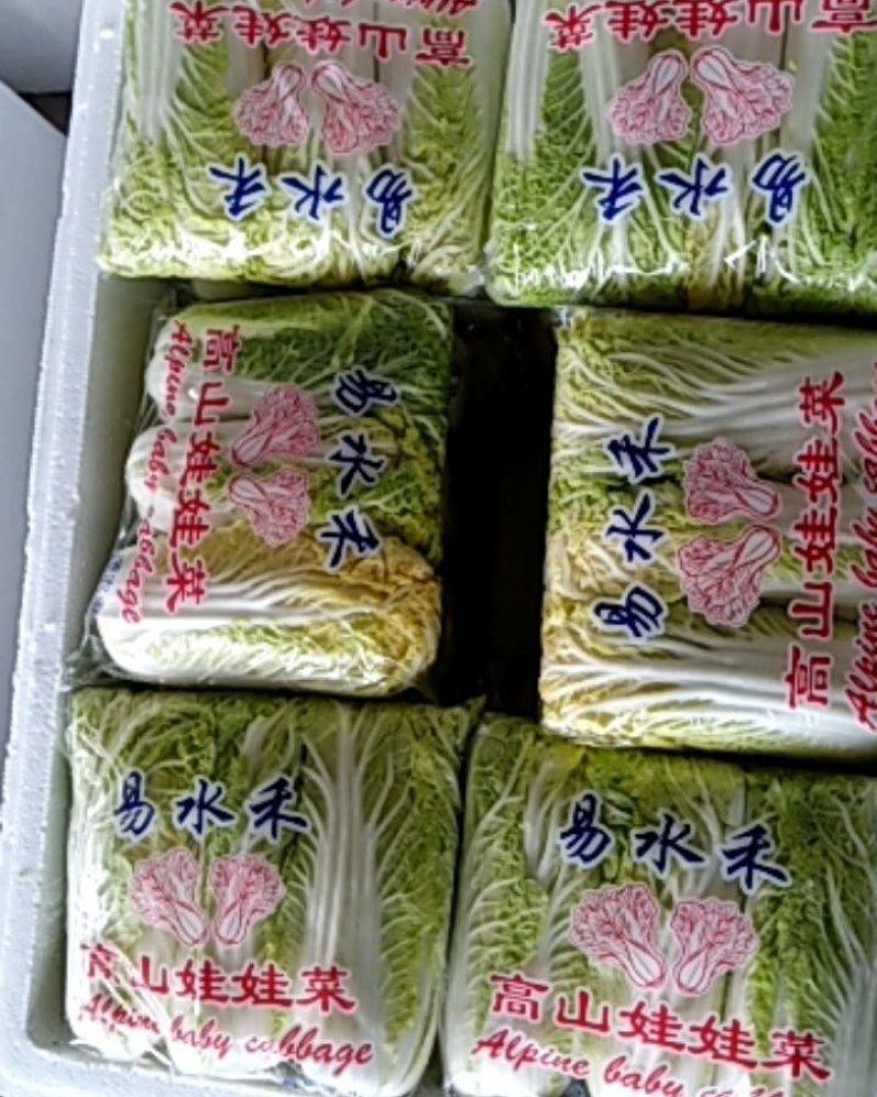 基地直销精品黄心娃娃菜对接商超，餐饮，量大从优