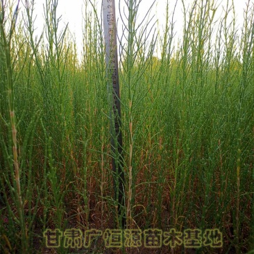 供应梭梭苗甘肃梭梭苗木基地梭梭苗价格