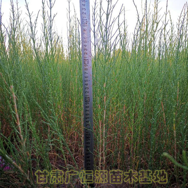 供应梭梭苗甘肃梭梭苗木基地梭梭苗价格