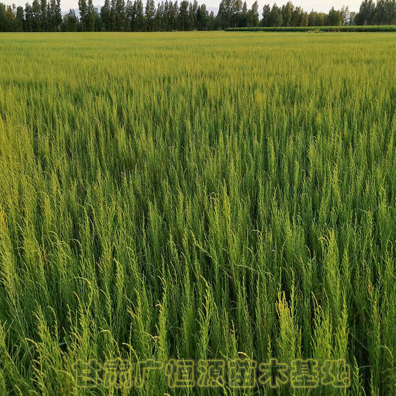 供应梭梭苗甘肃梭梭苗木基地梭梭苗价格