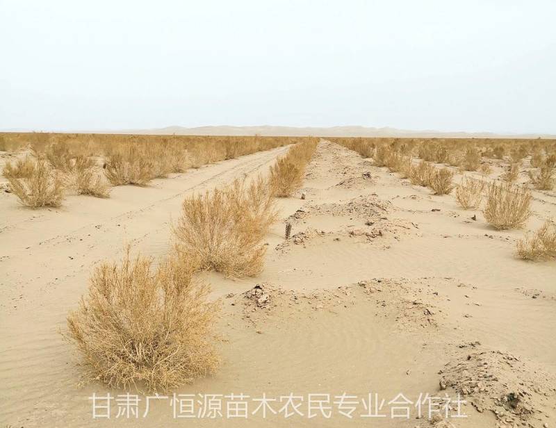 供应梭梭苗甘肃梭梭苗木基地梭梭苗价格