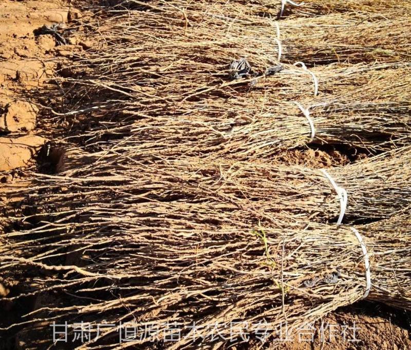 供应梭梭苗甘肃梭梭苗木基地梭梭苗价格