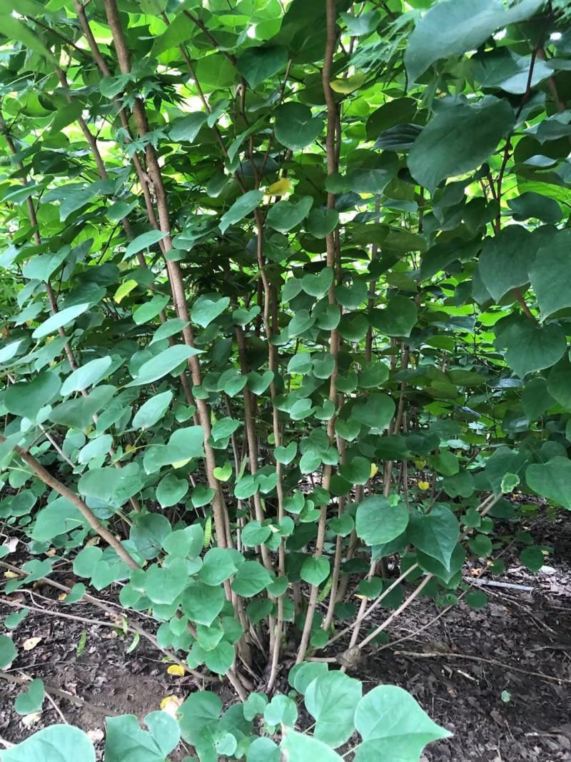 单杆紫荆，丛生紫荆低价供应，紫荆规格全面，质量如图