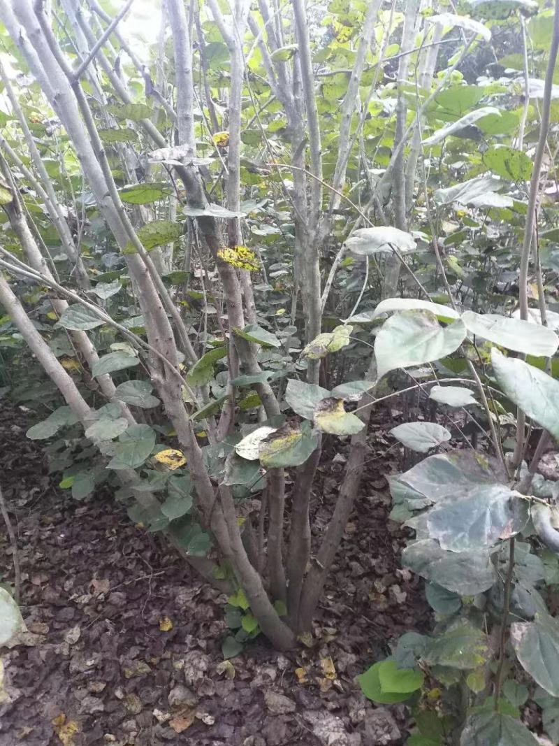 单杆紫荆，丛生紫荆低价供应，紫荆规格全面，质量如图