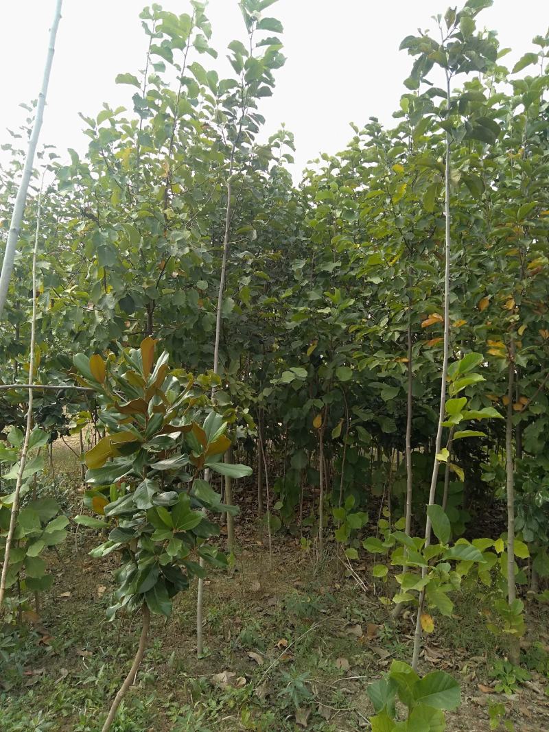 白玉兰3/12公分，自己家育苗种植，价格绝对实惠欢迎选购