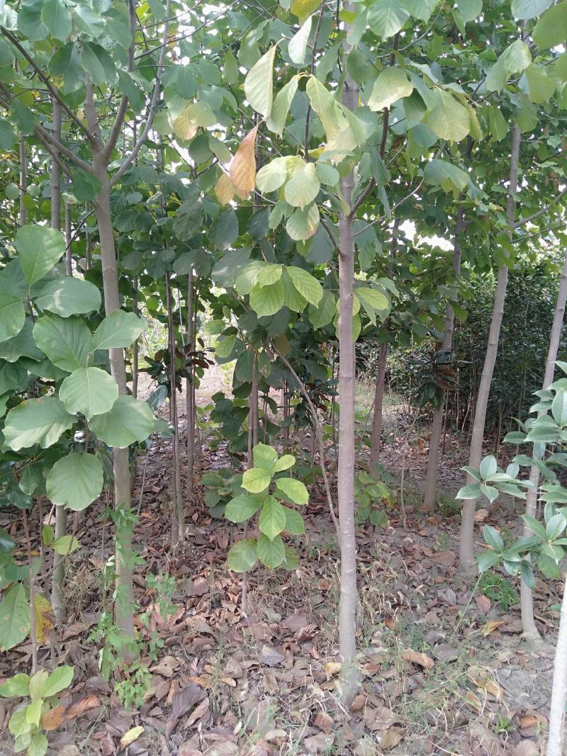 白玉兰3/12公分，自己家育苗种植，价格绝对实惠欢迎选购