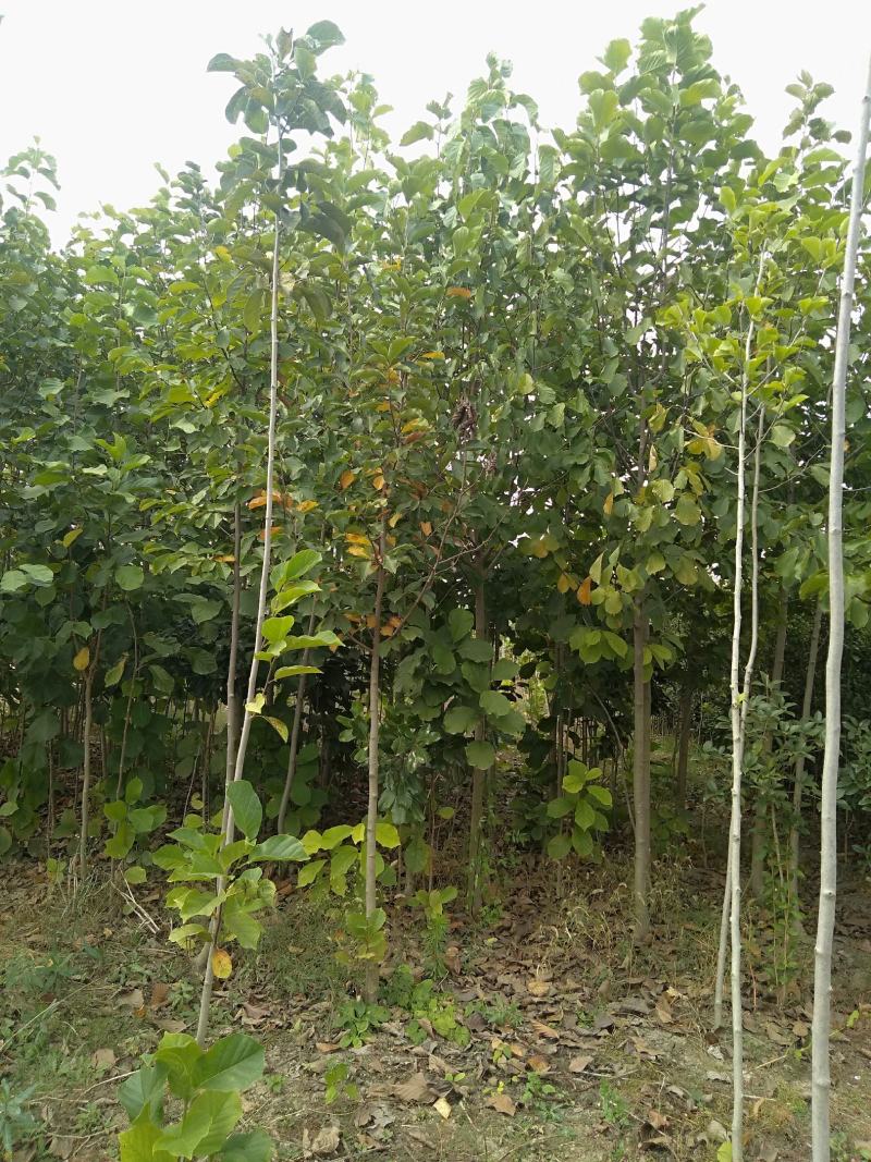 白玉兰3/12公分，自己家育苗种植，价格绝对实惠欢迎选购