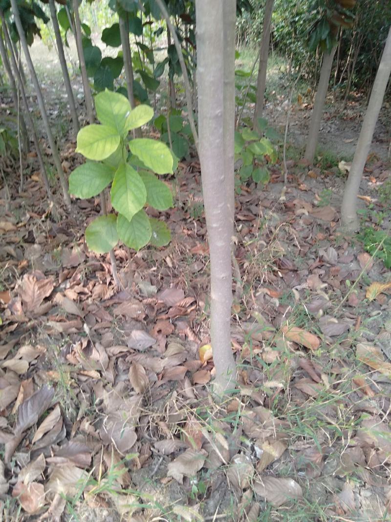白玉兰3/12公分，自己家育苗种植，价格绝对实惠欢迎选购