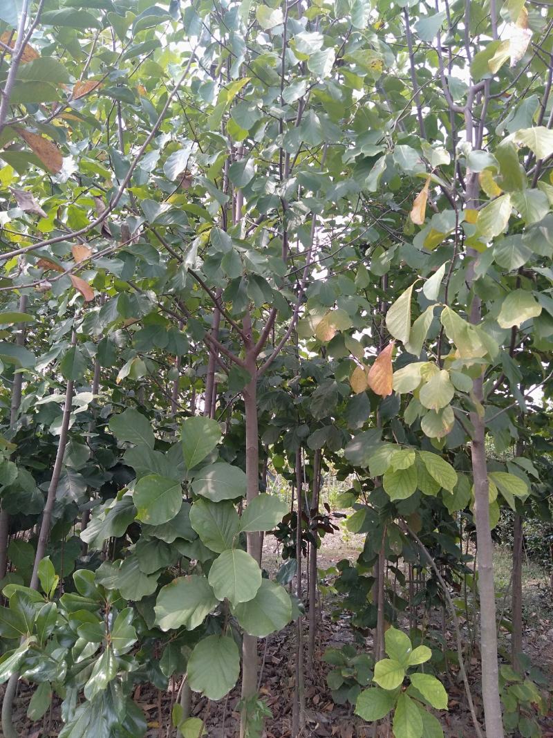 白玉兰3/12公分，自己家育苗种植，价格绝对实惠欢迎选购