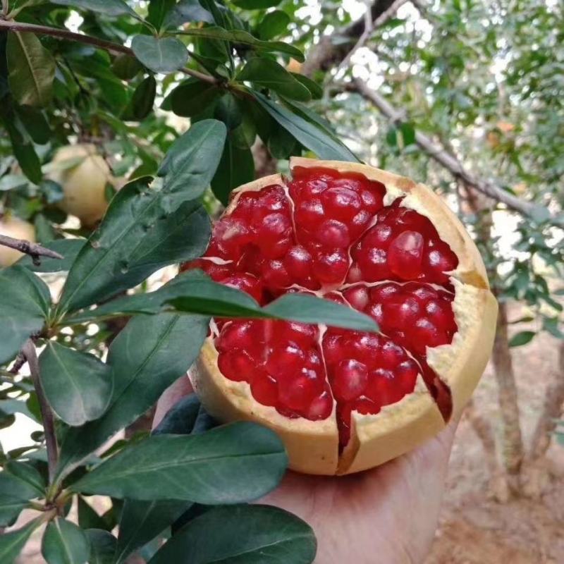红心软籽石榴树苗，保真，保纯度，产地直发