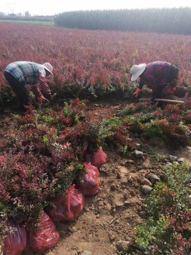 红叶小檗紫叶小檗种植基地批发质量保证全网低价