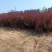 红叶小檗紫叶小檗种植基地批发质量保证全网低价