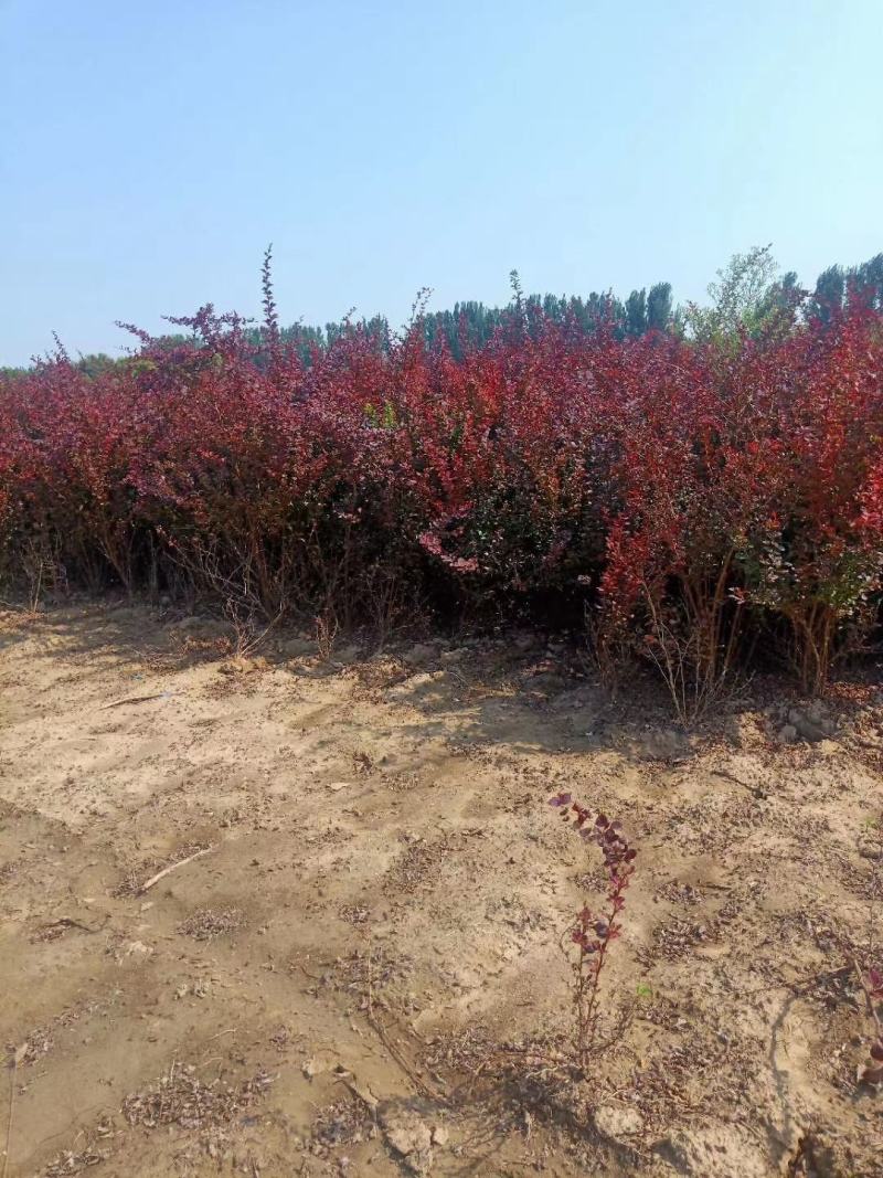 红叶小檗紫叶小檗种植基地批发质量保证全网低价