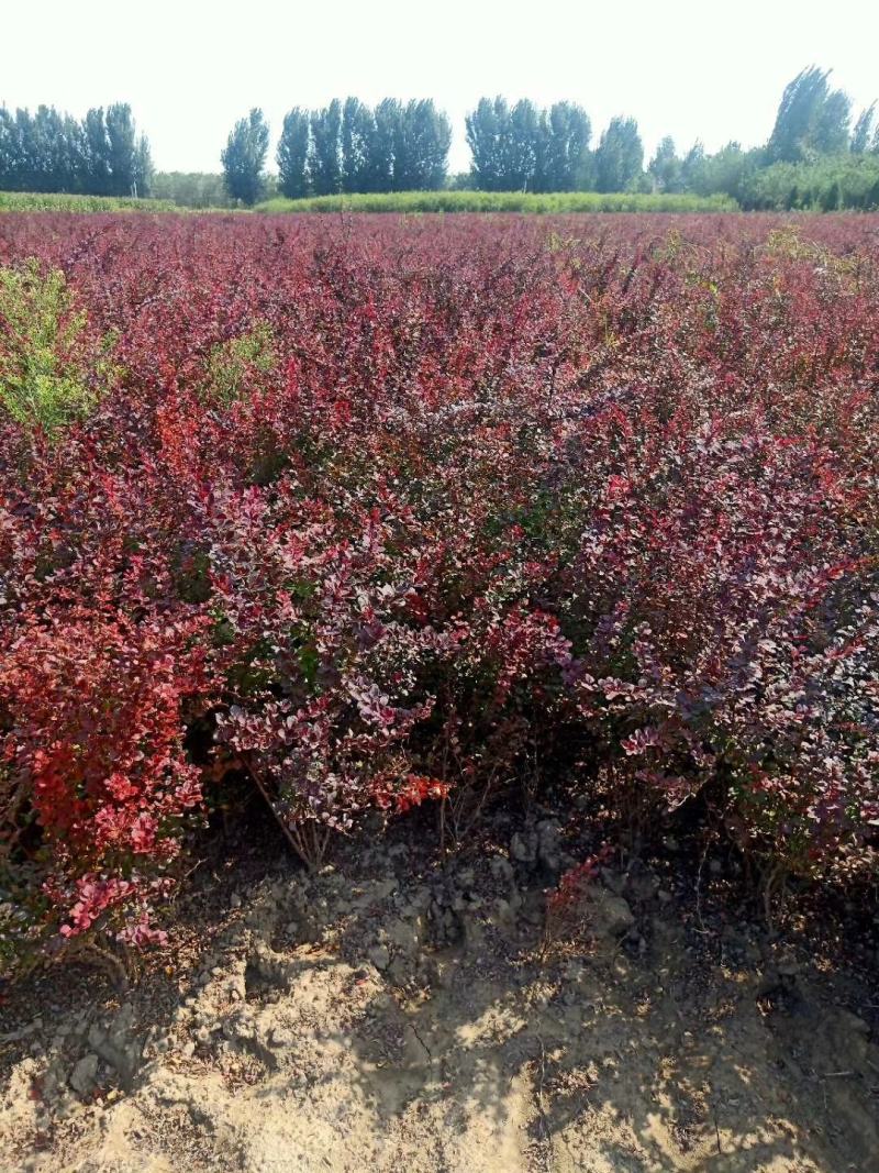 红叶小檗紫叶小檗种植基地批发质量保证全网低价