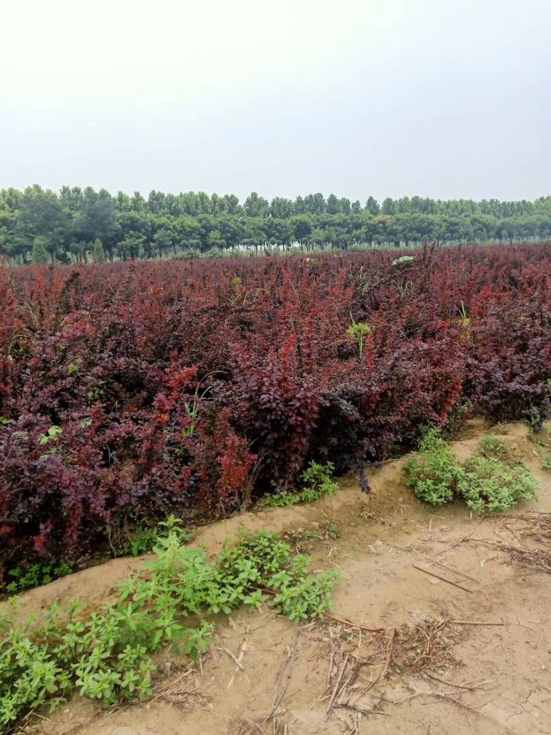 红叶小檗紫叶小檗种植基地批发质量保证全网低价
