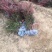 红叶小檗紫叶小檗种植基地批发质量保证全网低价