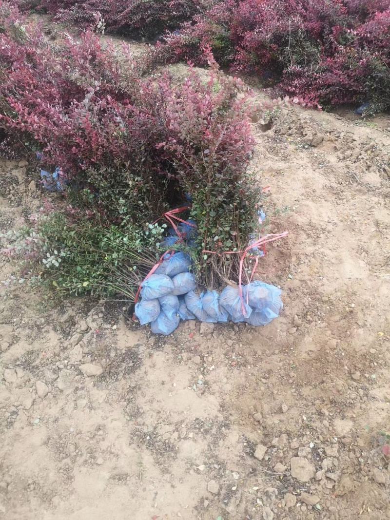 红叶小檗紫叶小檗种植基地批发质量保证全网低价