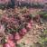 红叶小檗紫叶小檗种植基地批发质量保证全网低价