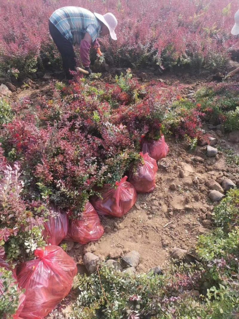 红叶小檗紫叶小檗种植基地批发质量保证全网低价