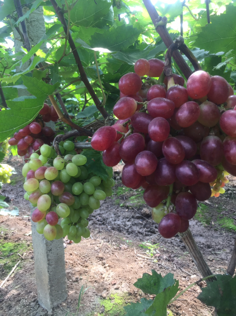葡萄经典葡萄🍇批发零售