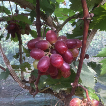 葡萄经典葡萄🍇批发零售