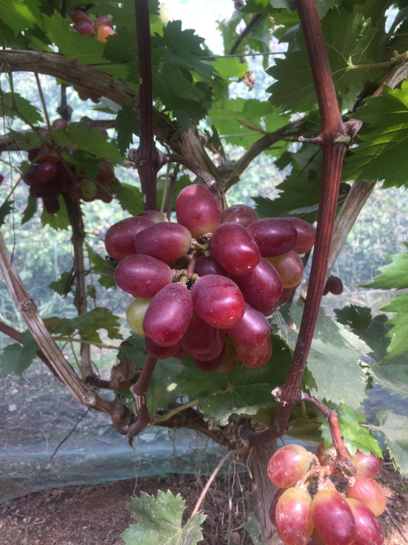 葡萄经典葡萄🍇批发零售