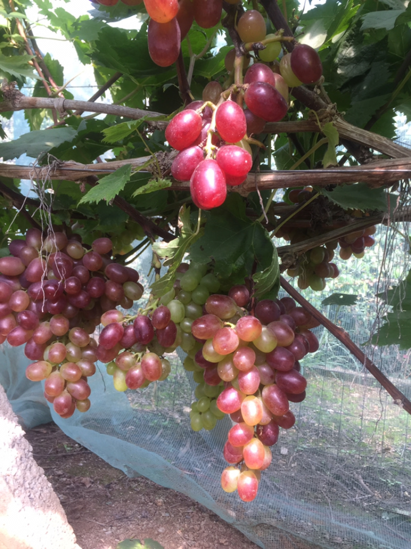 葡萄经典葡萄🍇批发零售