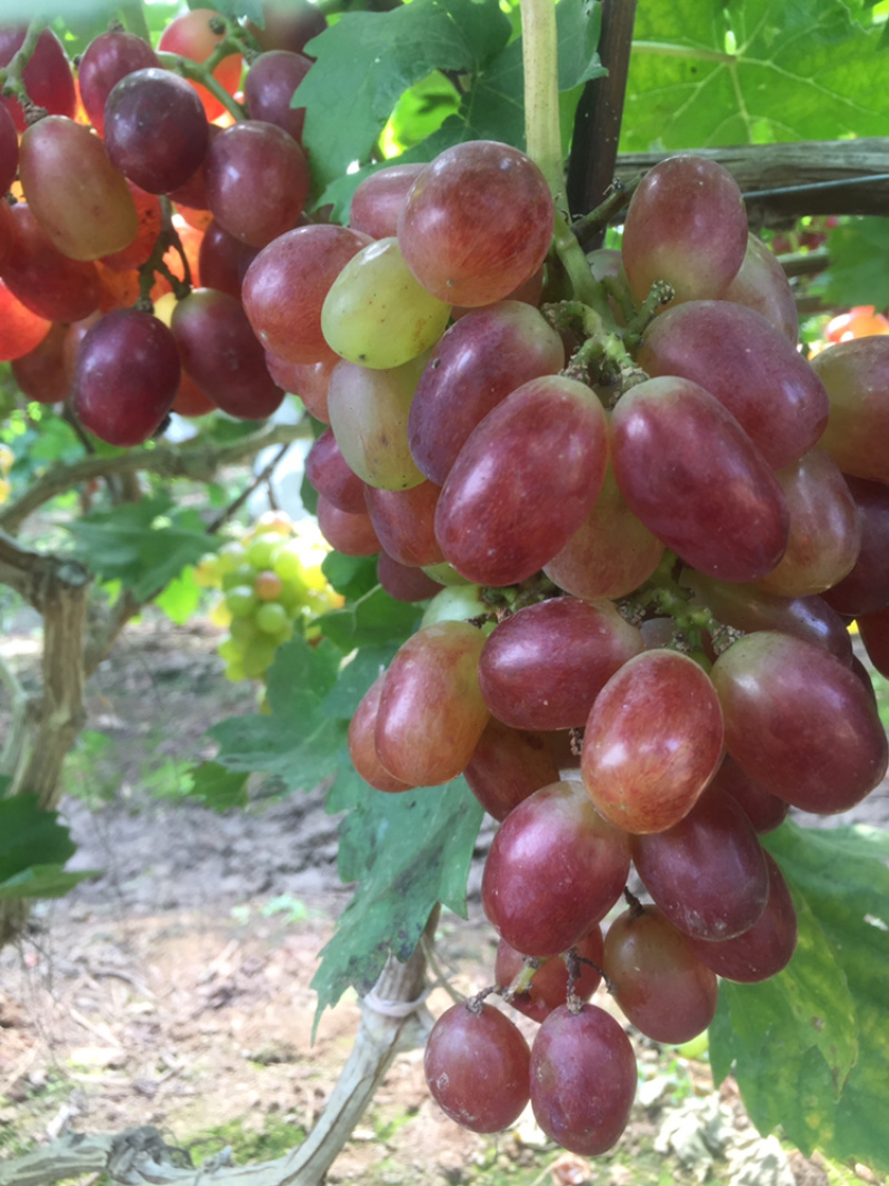葡萄经典葡萄🍇批发零售