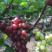 葡萄经典葡萄🍇批发零售