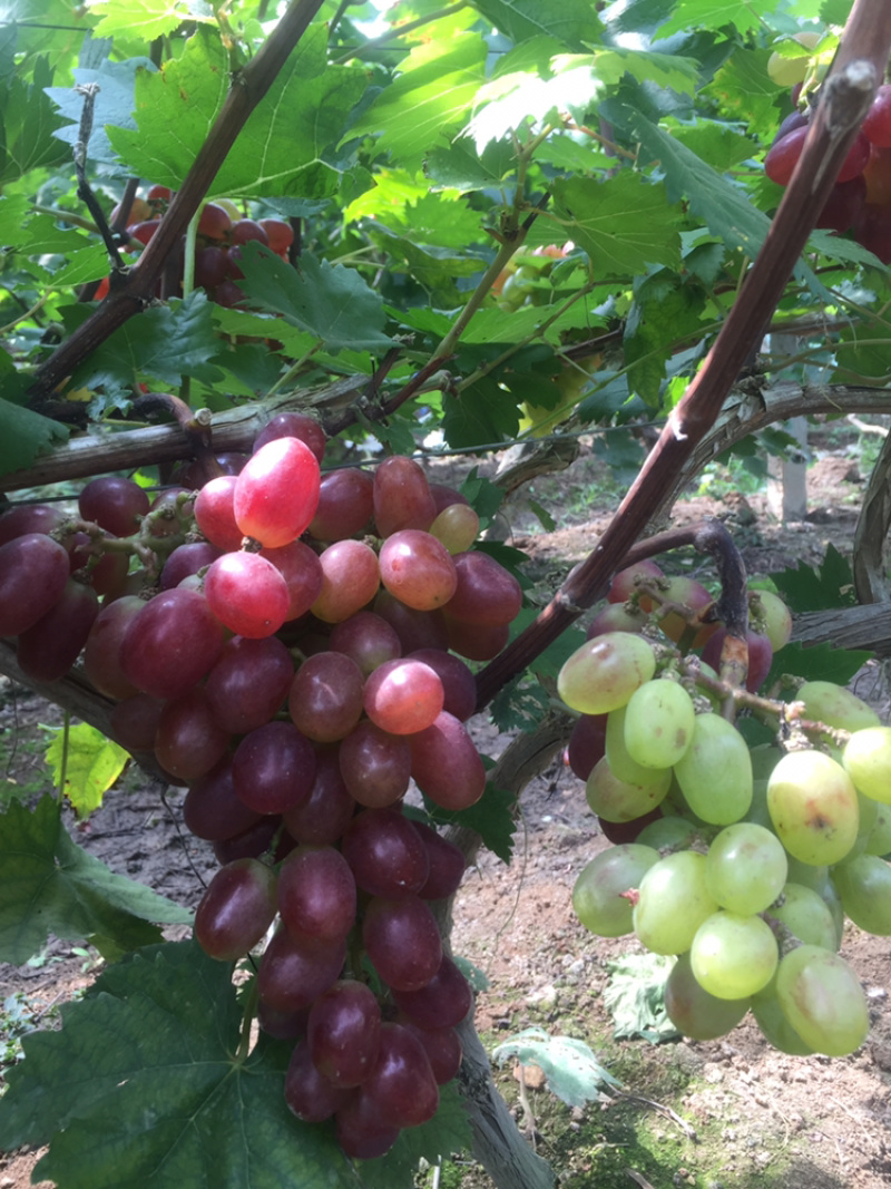 葡萄经典葡萄🍇批发零售