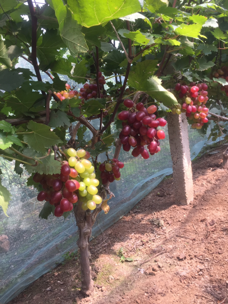 葡萄经典葡萄🍇批发零售