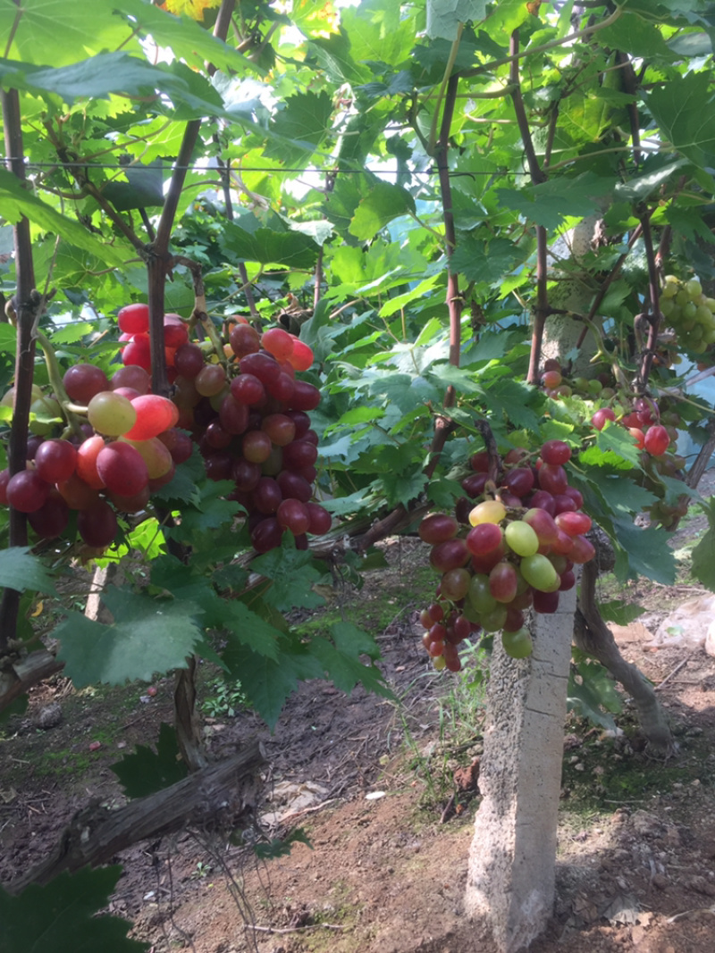 葡萄经典葡萄🍇批发零售