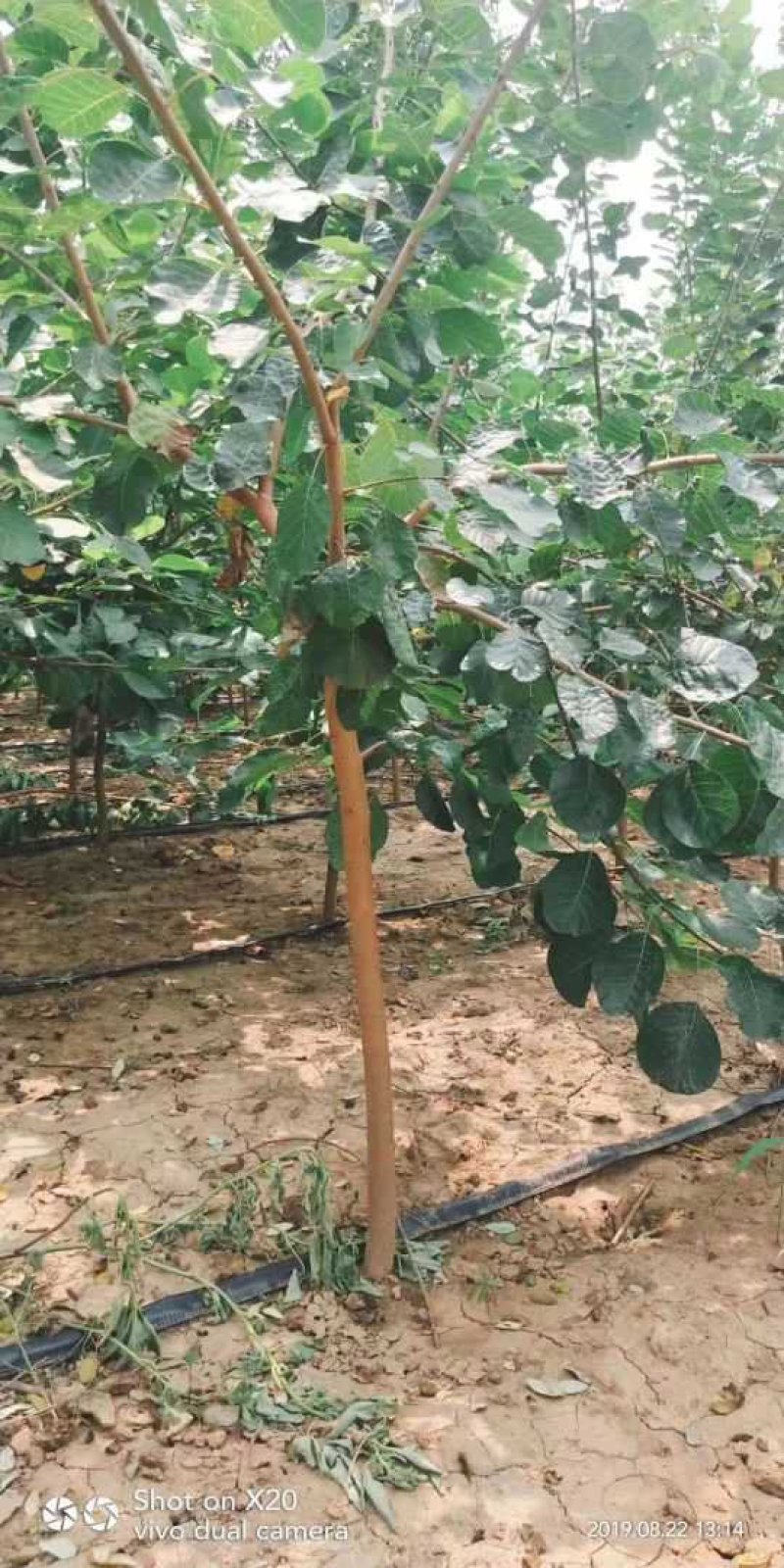 3-6的黄栌