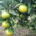 普早蜜橘大量上市，口感皮毛超好