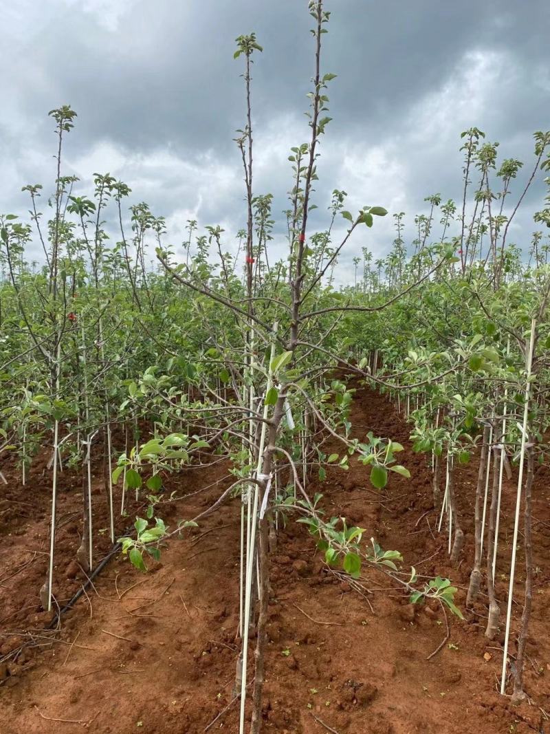 蜜脆苹果树苗包成活矮化嫁接苗实地考察签合同全国发