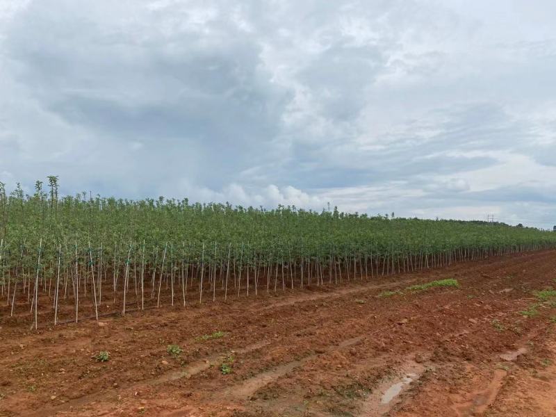 蜜脆苹果树苗包成活矮化嫁接苗实地考察签合同全国发