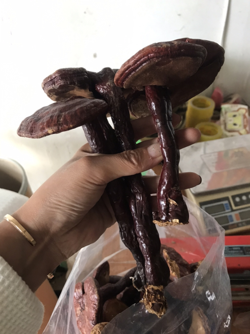 灵芝个整颗灵芝实物拍灵芝个子保庆药业另有灵芝片