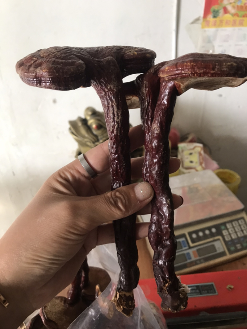 灵芝个整颗灵芝实物拍灵芝个子保庆药业另有灵芝片