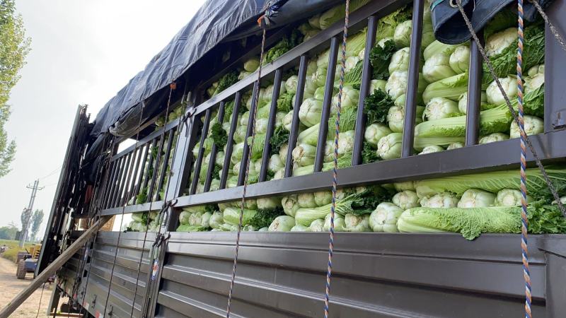秋绿60白菜（青麻叶）产地批发，价格从优