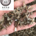 白头翁白头公野丈人保庆药业批发白头翁实物拍摄
