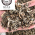 白头翁白头公野丈人保庆药业批发白头翁实物拍摄