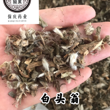 白头翁白头公野丈人保庆药业批发白头翁实物拍摄
